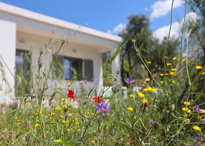 Admonis - Home In The Olive Grove