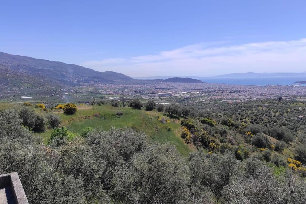 Admonis - In The Olive Grove Apartment