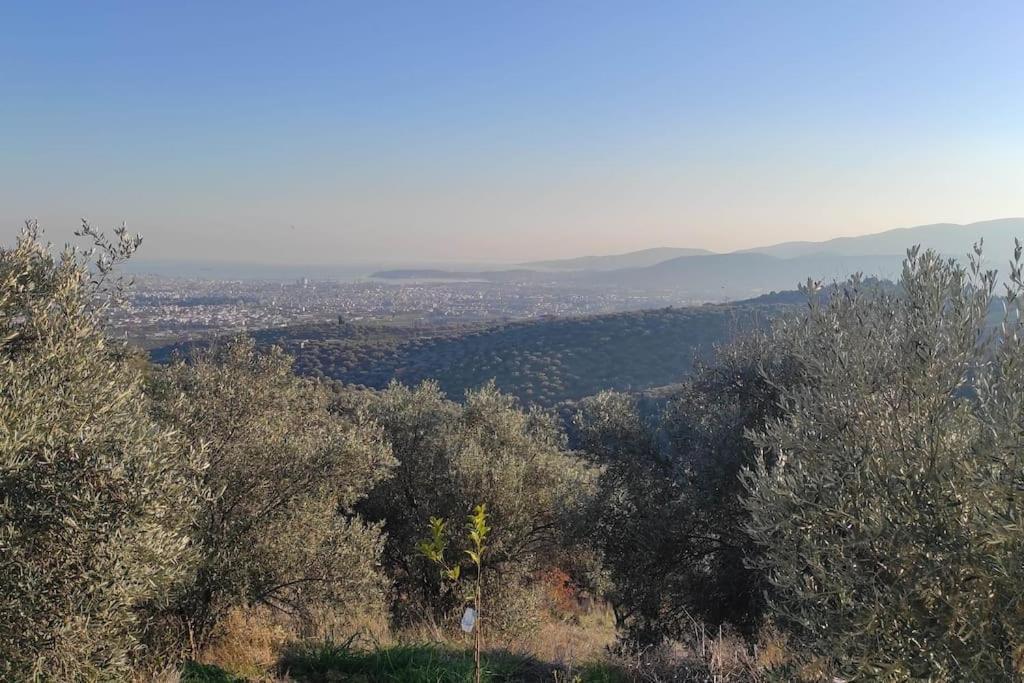 Apartment Admonis - In The Olive Grove