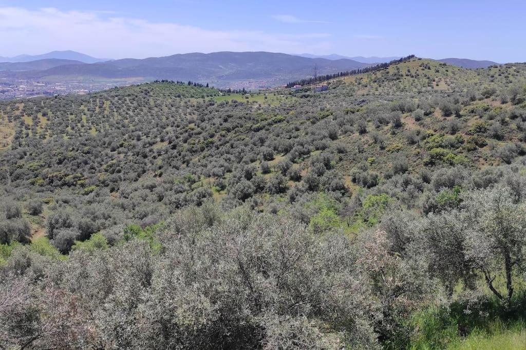 Admonis - In The Olive Grove Apartment