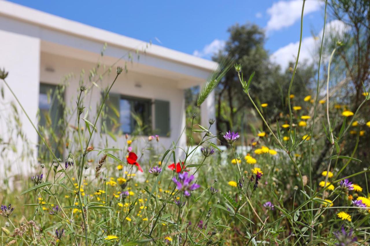 Admonis - In The Olive Grove Apartment